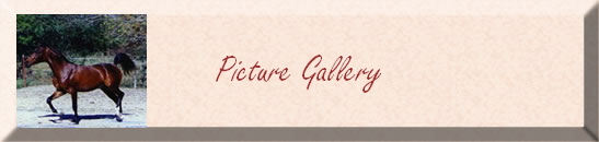 Picture Gallery